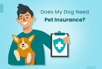11. What Do I Need To Understand About Pet Insurance Plans?