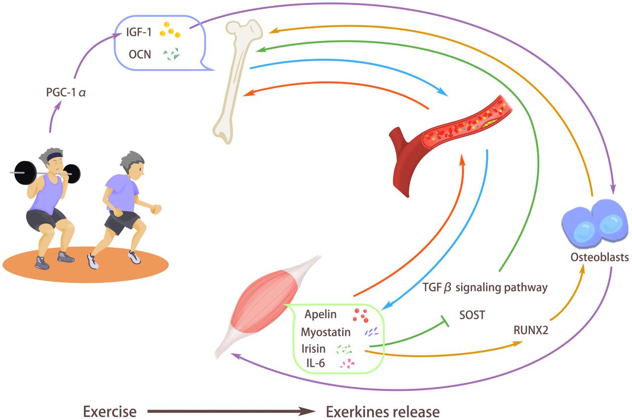 How Exercise Influences Mental Well-Being