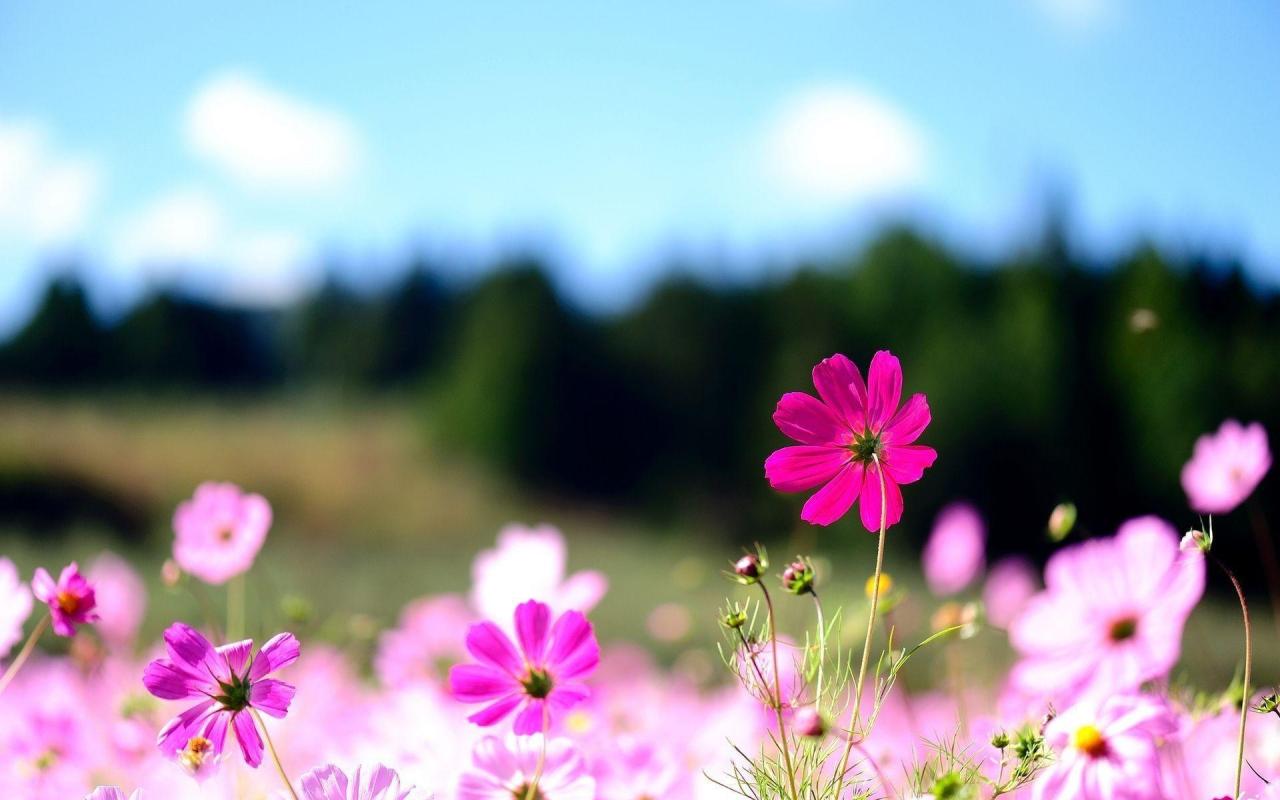 Flower Photography Desktop Wallpapers - Top Free Flower Photography ... What Are The Trends Shaping The Future Of Online Shopping
