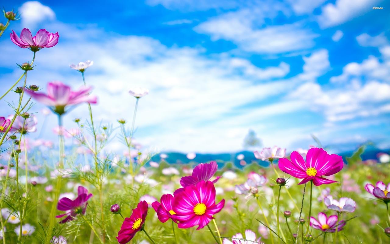 18+ Wallpaper PC Flower, Paling Baru! What Are The Trends Shaping The Future Of Online Shopping