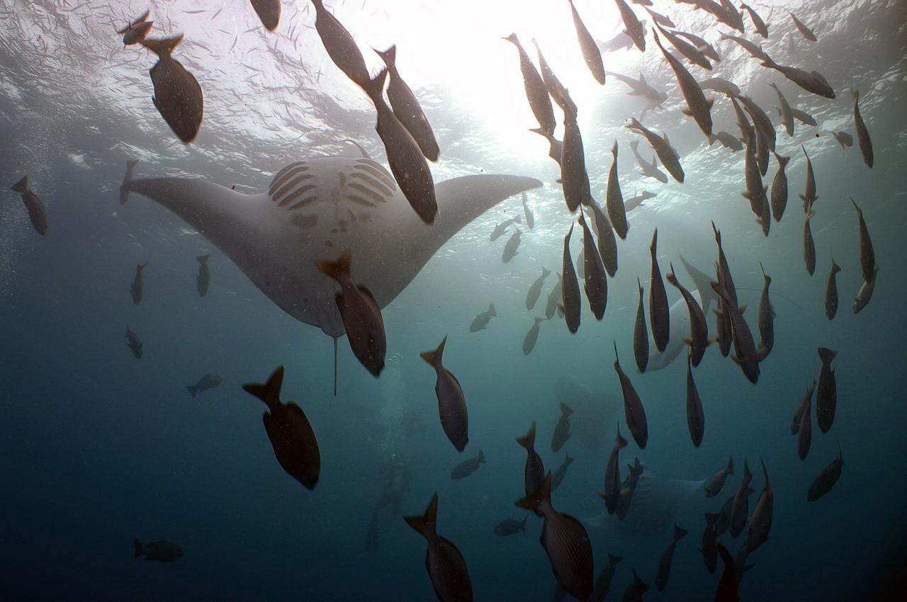 Palau Diving Guide: When to Visit for Sharks, Mantas, and Wrecks Best Ways To Access International Films On Streaming