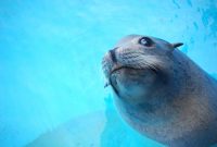 Free Images : beach, sea, animal, cute, wildlife, fauna, seals ... Ways To Enhance Graphics In Mobile Games