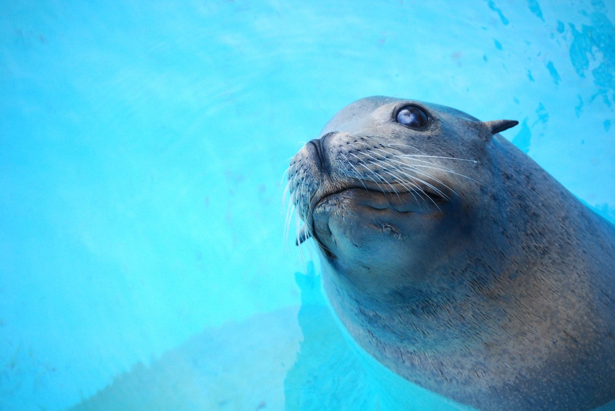 Free Images : beach, sea, animal, cute, wildlife, fauna, seals ... Ways To Enhance Graphics In Mobile Games