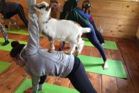 Experience Tranquility with Karmably Goat Meditation: A Journey to ... Natural Remedies For Common Digestive Issues