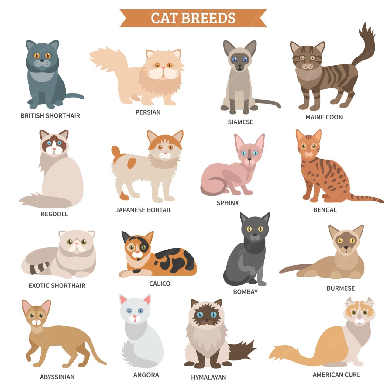 List Of All Cat Breeds Best Horror Movies Streaming This Halloween Season