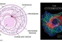 Cytoskeleton - the muscle and the bone of a cell - definition ... Tips For Choosing The Right Insurance Policies