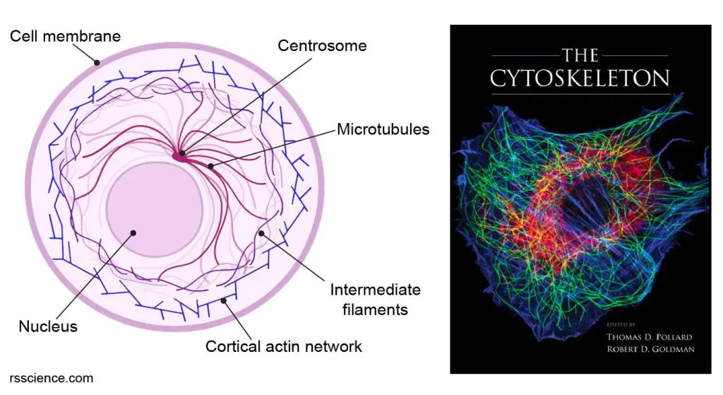 Cytoskeleton - the muscle and the bone of a cell - definition ... Tips For Choosing The Right Insurance Policies