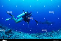 Diving with sharks; Palau, Micronesia Stock Photo - Alamy Best Ways To Access International Films On Streaming