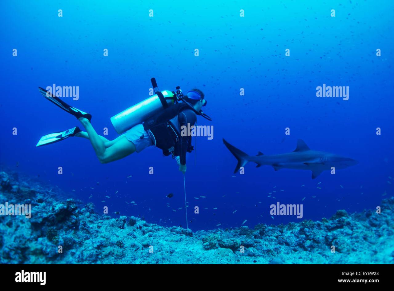 Diving with sharks; Palau, Micronesia Stock Photo - Alamy Best Ways To Access International Films On Streaming