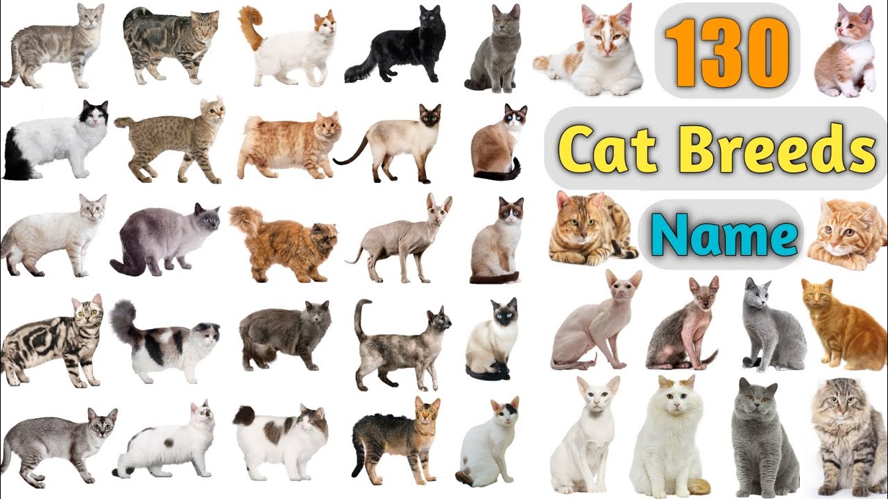 List Of All Cat Breeds Best Horror Movies Streaming This Halloween Season