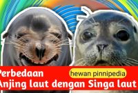 Perbedaan Anjing laut dengan Singa laut - YouTube How To Improve Customer Retention In Online Shopping
