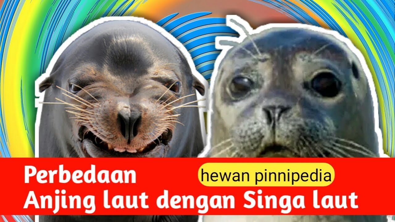 Perbedaan Anjing laut dengan Singa laut - YouTube How To Improve Customer Retention In Online Shopping