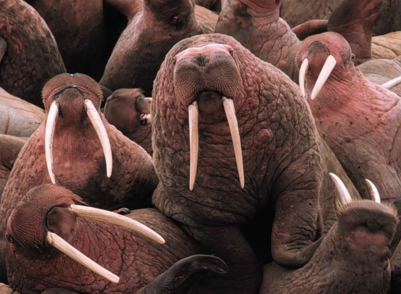 Free picture: pacific, walrus, marine mammals, odobenus rosmarus Ways To Enhance Graphics In Mobile Games