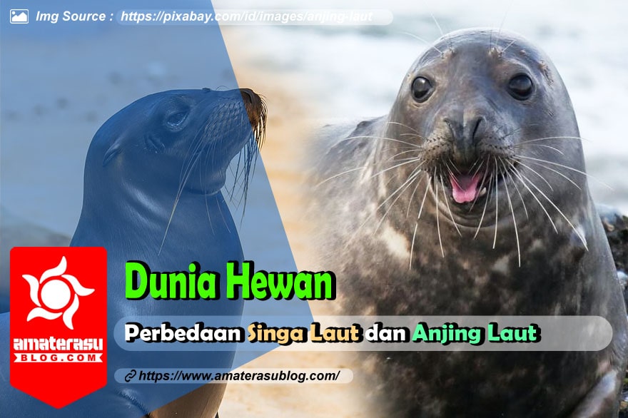 √ Perbedaan Singa Laut dan Anjing Laut yang Perlu Anda Ketahui How To Improve Customer Retention In Online Shopping