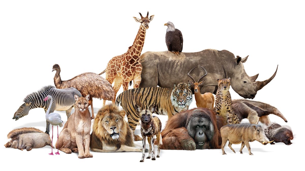Wild Animals Together Best Vehicle Maintenance Tips For New Owners